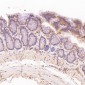 Anti-NAK/TBK1 (N-term) Rabbit Monoclonal Antibody